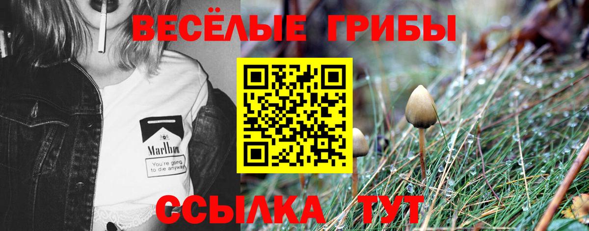 APVP Курчалой